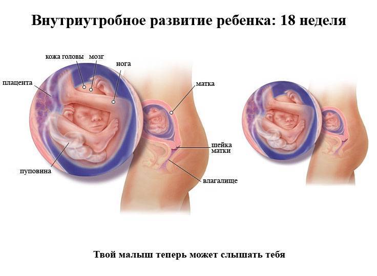 18 неделя беременности: что происходит с малышом и мамой, фото, развитие плода