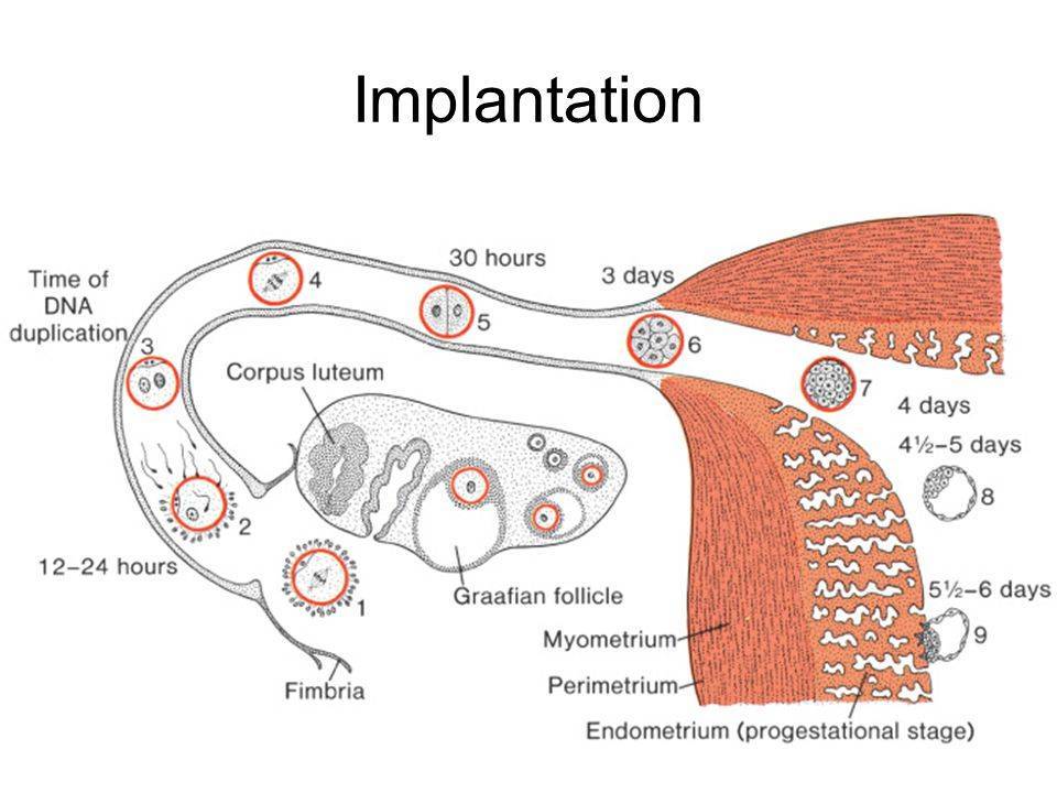 Как узнать произошла ли имплантация. симптомы имплантации эмбриона: на какой день после зачатия происходит прикрепление плодного яйца