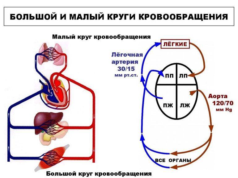 Кровообращение плода: схема и описание, анатомия, особенности, нарушения