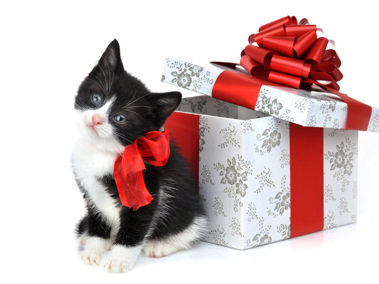 Вещи с кошачьим характером: 20 идей необычных подарков для любителей кошек