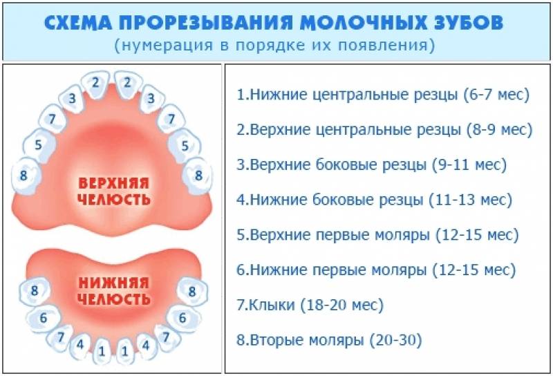 Порядок прорезывания зубов у детей: последовательность роста, симптомы у малышей до года