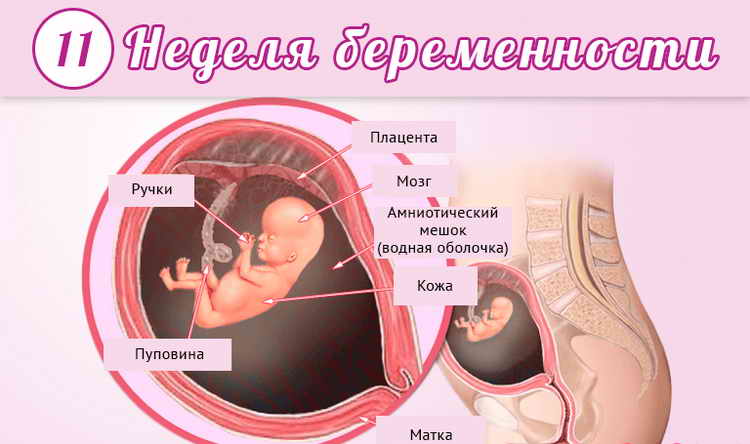 11 неделя беременности что происходит с малышом - видео