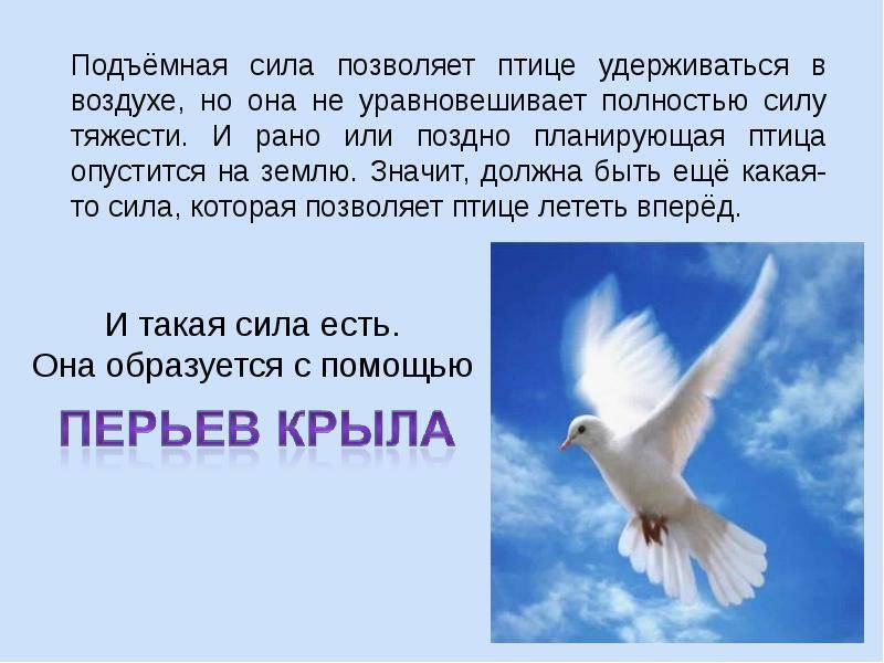 Почему летают птицы (как объяснить ребенку 3-5 лет) - иркутская городская детская поликлиника №5
