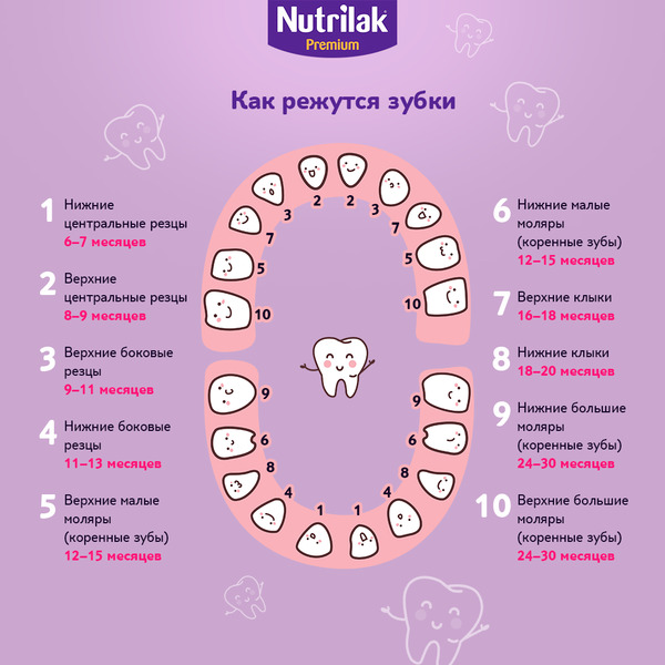 Когда лезут зубы у ребенка — таблица норм для родителей