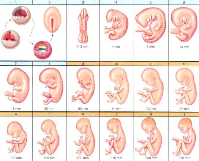 На каком сроке беременности и какими методами можно определить пол ребёнка