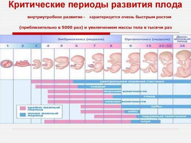 2 недели беременности (27 фото): признаки и симптомы, ощущения, какой срок беременности, что происходит на 2 эмбриональной неделе