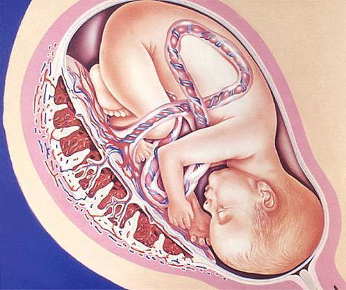 Когда формируется плацента при беременности, норма и патология развития