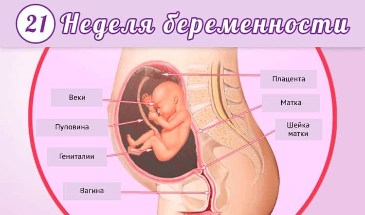 15 неделя беременности: что происходит с малышом и мамой, фото, развитие плода