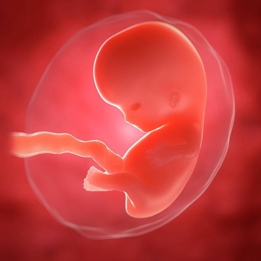 8 неделя беременности (62 фото): что происходит с малышом и мамой на 7-8 акушерской неделе, развитие эмбриона – как выглядит и ощущения, размер матки и секс, болит поясница