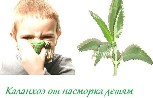 Каланхоэ от насморка детям: можно ли применять сок растения, с какого возраста допустимо, как капать в нос, в том числе грудничку, и особенности аптечного средства