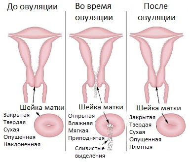 Как гинеколог определяет беременность без узи: видна ли она при осмотре в кресле, может ли врач  определить беременность до задержки месячных
