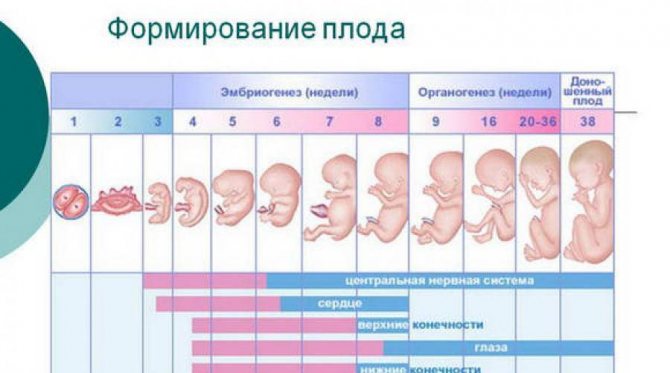 Омывание плода при беременности на ранних сроках признаки как - роды и медицина