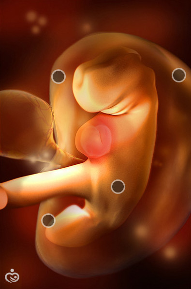 Беременность 2 недели после зачатия: симптомы, признаки, что происходит, фото