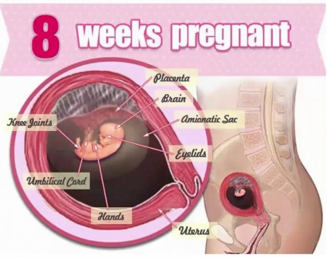 Что происходит на 8 неделе беременности и как развивается ребенок?