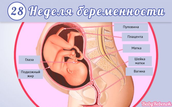 28 неделя беременности развитие плода, ощущения, выделения, боли, узи - умкамама.ру