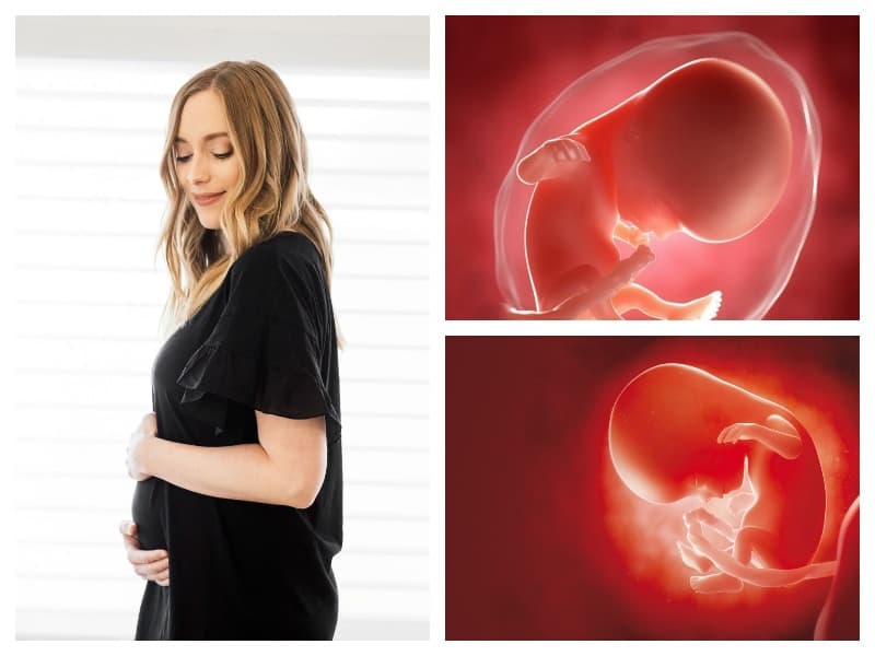 2 недели беременности от зачатия: что происходит, признаки