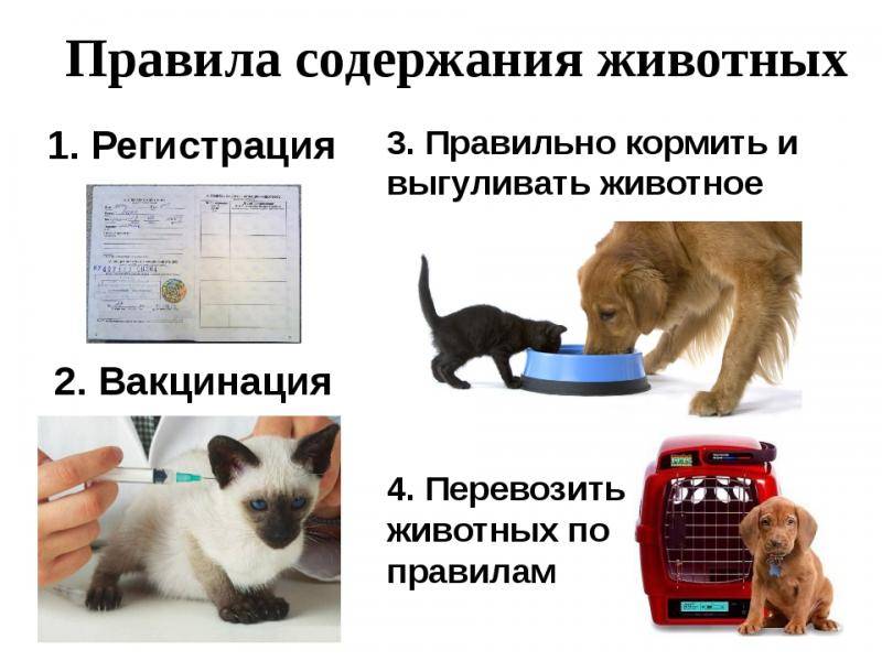 Какое домашнее животное завести? кого можно держать дома? кто лучше: кошки или собаки? каких питомцев заводят аллергики и другие люди?