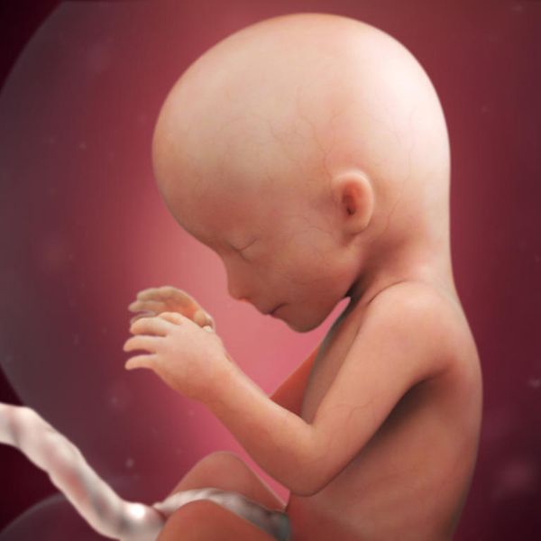 Беременность на 17 неделе. развитие плода и возможные патологии
