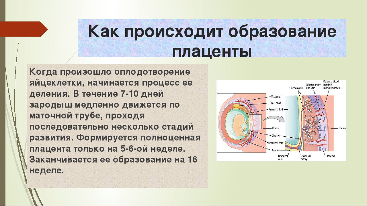 ᐉ формирование плаценты при беременности на какой неделе. что такое плацента. нарушения развития плаценты - ➡ sp-kupavna.ru