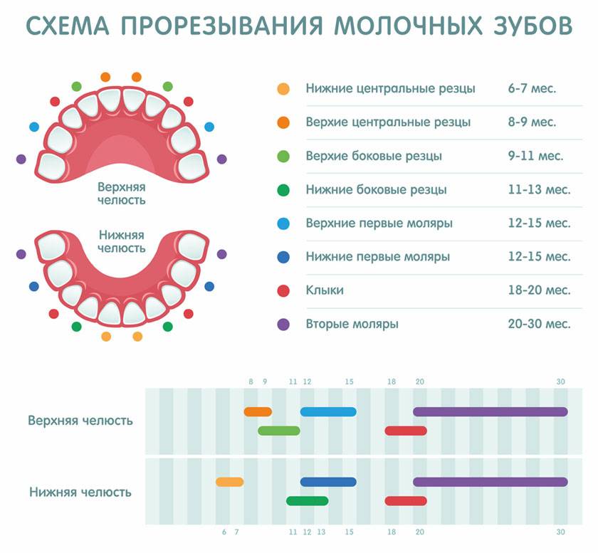 Последовательность прорезывания зубов у детей: схема и сроки