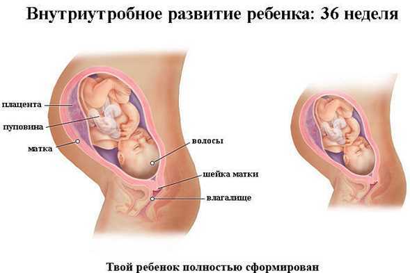 36 неделя беременности: что происходит с малышом и мамой, когда опускается живот