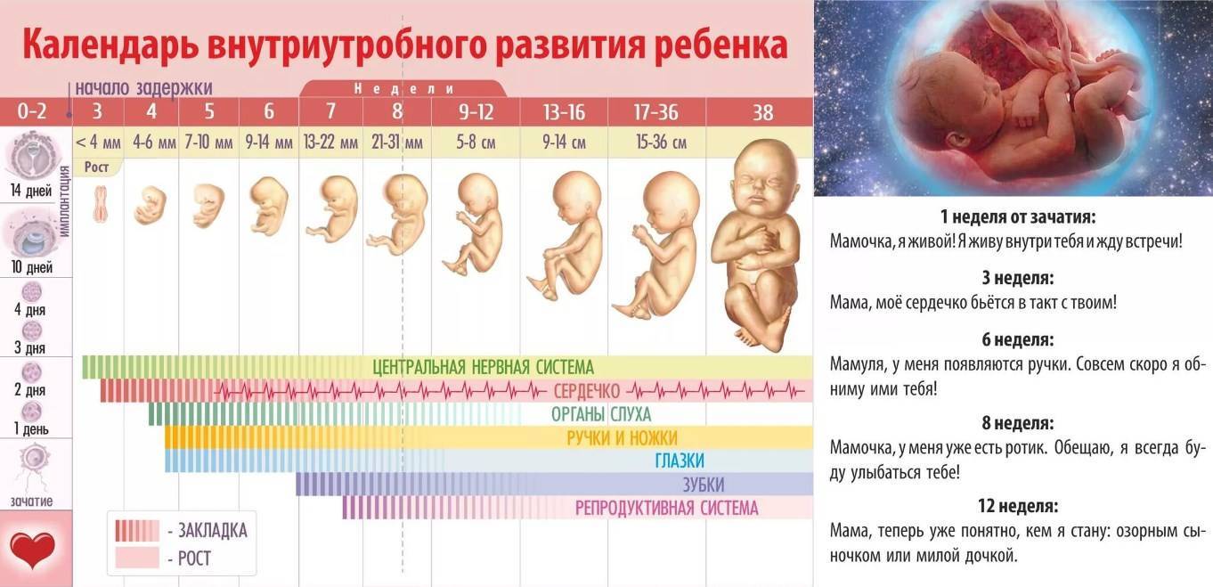 Каким образом формируется пол ребенка в утробе матери: когда можно его определить?