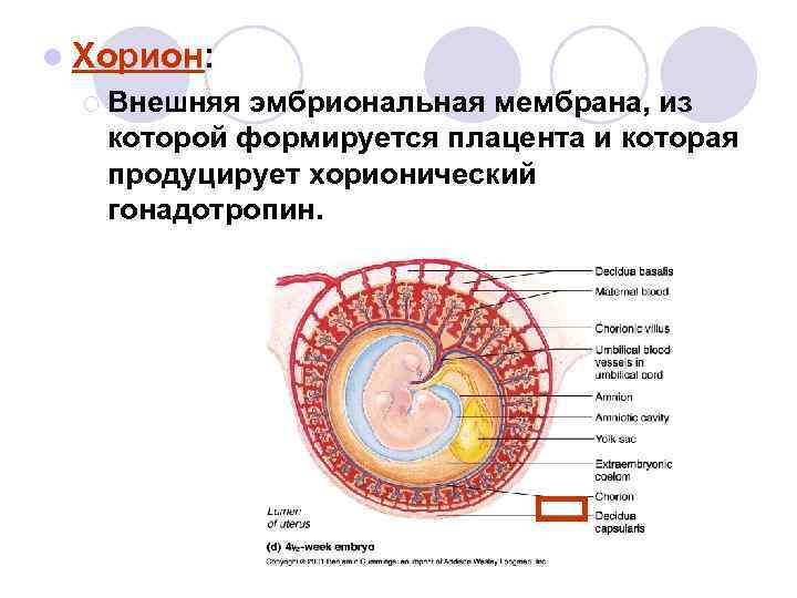 Плацента – во время беременности и после родов: что нужно знать. степень зрелости и расположение плаценты