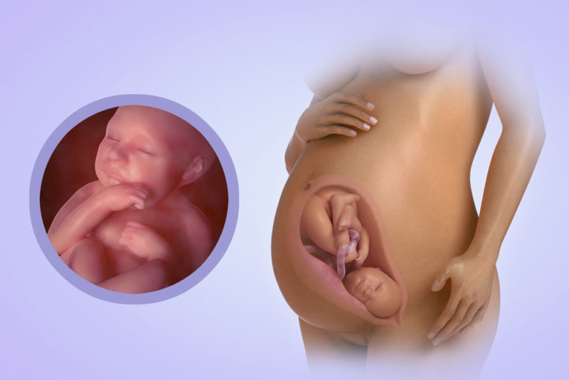 22 неделя беременности развитие плода, шевеления, выделения, тянет низ живота, узи - умкамама.ру