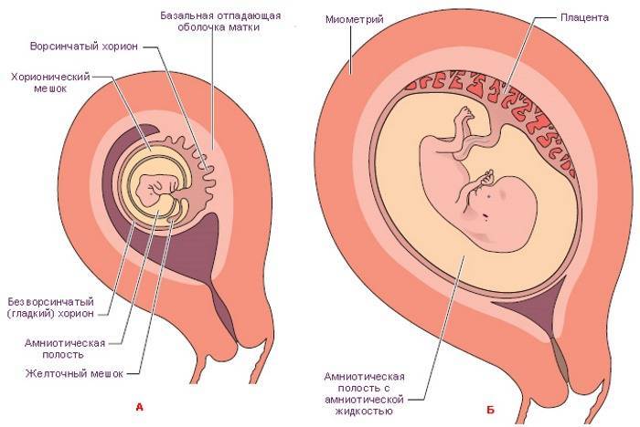 Краевое предлежание плаценты при беременности: что это такое, виды патологии, симптомы, чем опасно