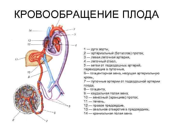 Когда у матери и плода появляется общий кровоток - west-stomatolog.ru