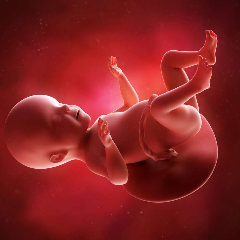 26 неделя беременности: признаки и ощущения женщины, симптомы, развитие плода