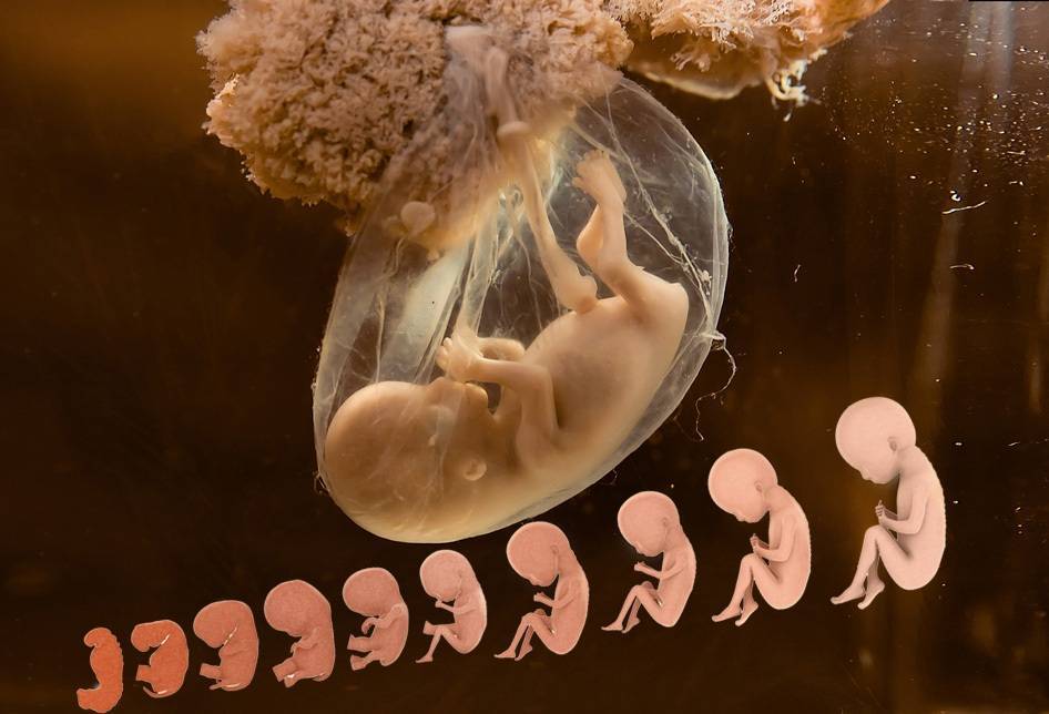 2 неделя беременности от даты зачатия: симптомы и признаки, развитие эмбриона