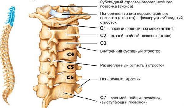 Шейный отдел позвоночника картинка со всеми сегментами фото