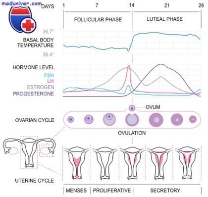 Недостаток прогестерона у женщин - симптомы, причины, лечение