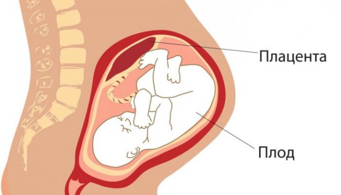 Плацента при беременности: норма и патология развития / mama66.ru
