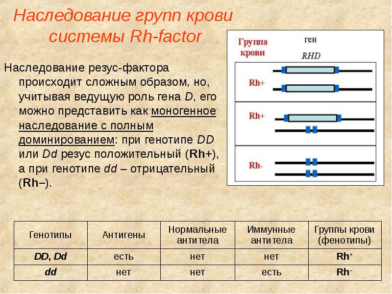 Чью кровь наследует ребенок при рождении или как наследуется группа крови ребенком stomatvrn.ru